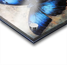 Butterfly Tinge Acrylic print