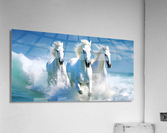 Seahorses  Acrylic Print