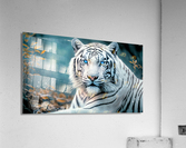 White Tiger  Acrylic Print