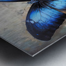 Butterfly Tinge Metal print